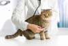 Cat Care & Health